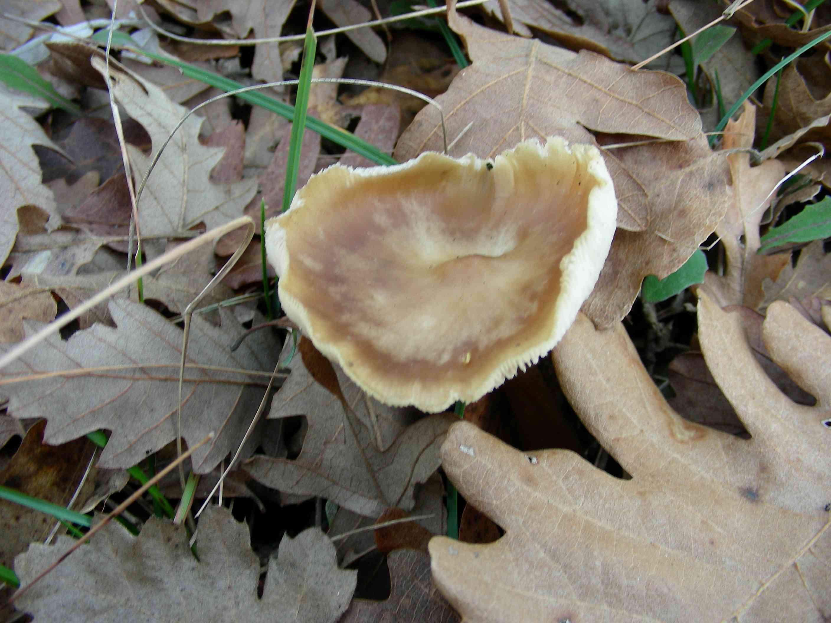 1209 Gennaio vecchio ritrovamento